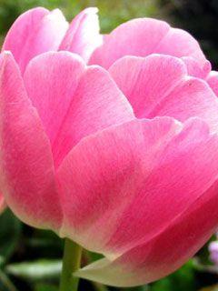 pink tulip