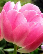 pink tulip