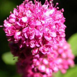 welches pink cluster flowers