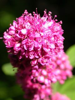 welches pink cluster flowers