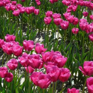 hot pink tulips