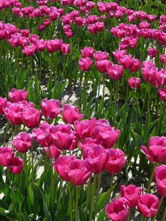 hot pink tulips