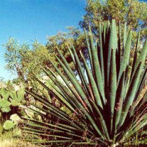 agave