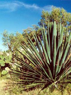 agave