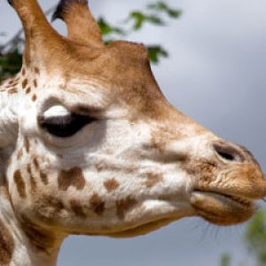 giraffe - London Zoo