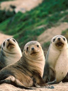 seal
