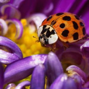 ladybug