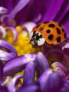 ladybug