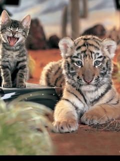 tigre