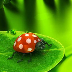 Lady Bug