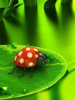 Lady Bug