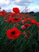 poppy flowers 