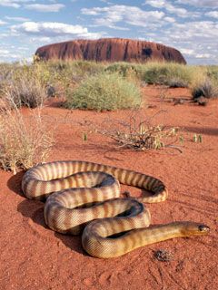 snake