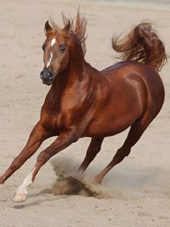 horse