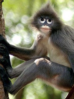 Spectacled Monkey 