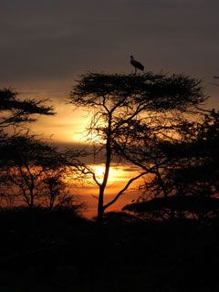 Sunset - Serengeti