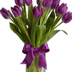 purple tulips