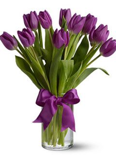 purple tulips