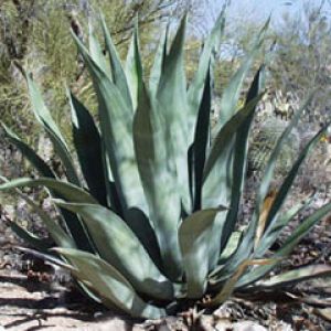 agave