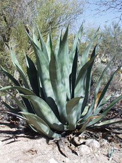 agave