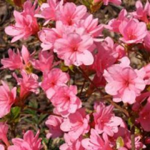 azalea japonica