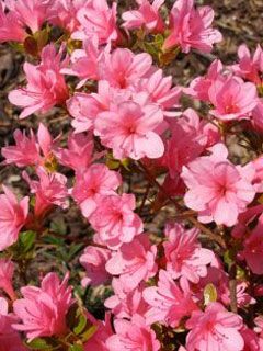 azalea japonica