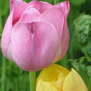 Pink tulip