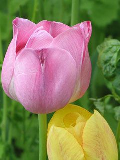 Pink tulip