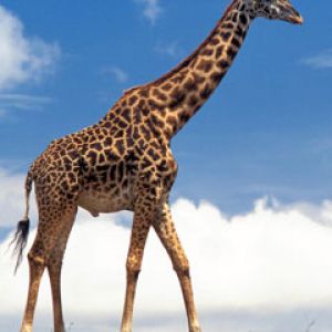 giraffe