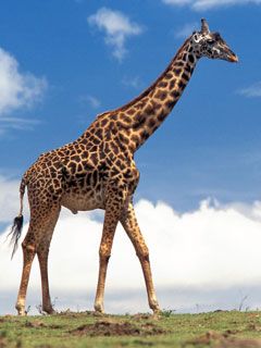 giraffe