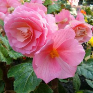 Begonia Tuberhybrida 