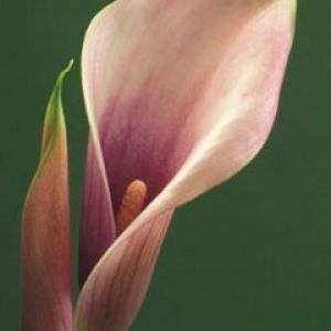 Pink Calla