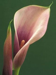 Pink Calla