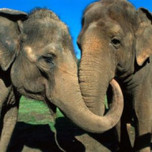 Asian_Elephants