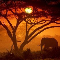 Amboseli National Park - Kenya