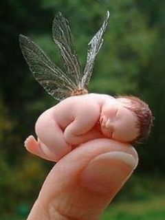 Little Butterfly