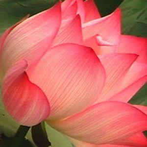 Nelumbo nucifera