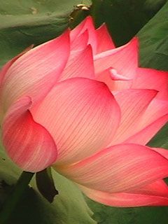 Nelumbo nucifera