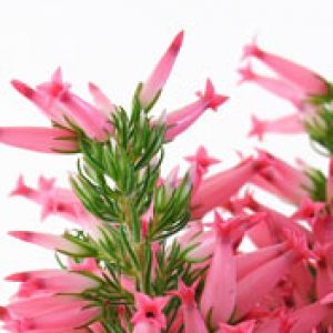 Erica Carnea 
