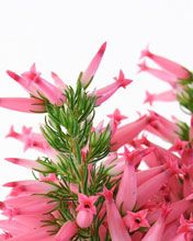 Erica Carnea 