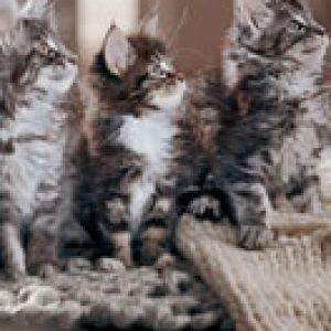 whiskas