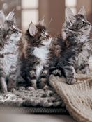 whiskas