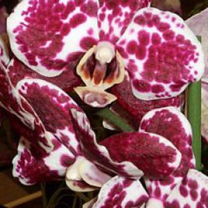 Phalaenopsis