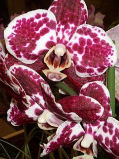 Phalaenopsis