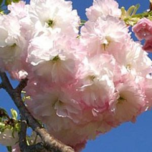 Prunus Pink - Cherry