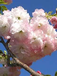 Prunus Pink - Cherry