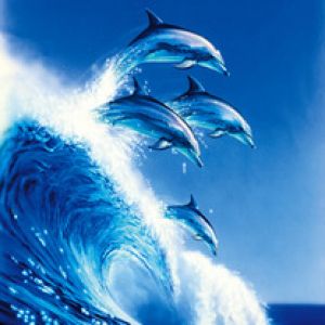 delfĂ­ny a vlna