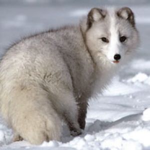 Arctic Fox