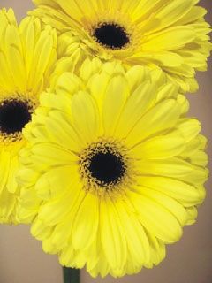gerbera