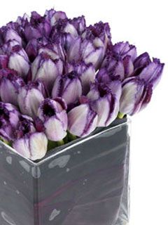 tulip